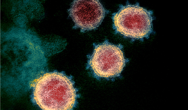 世衛指證據表明非人為製造 新冠病毒源自動物