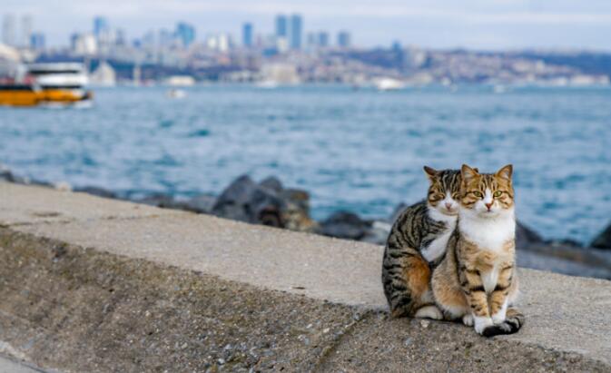 虐猫虐狗成产业链?这是病，得治!