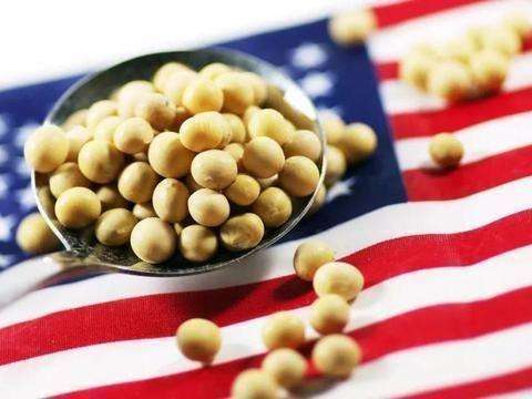 中国停购美国大豆？美大豆出口协会中国首代回应