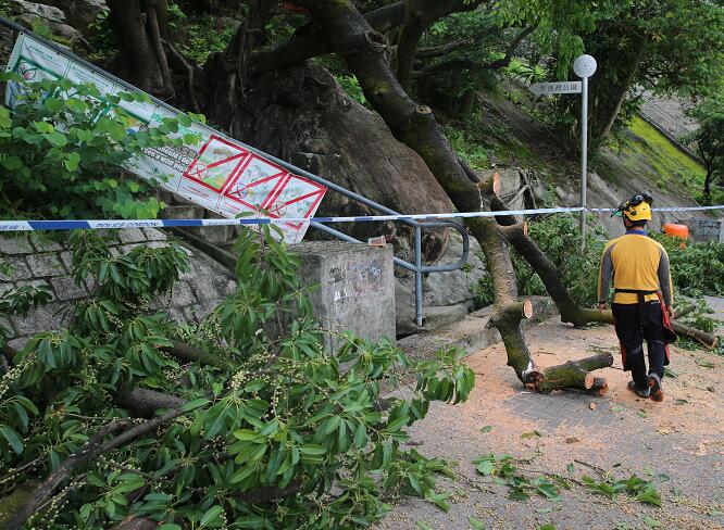 斧山道塌樹擊傷3途人 毗鄰診所護士協助救人