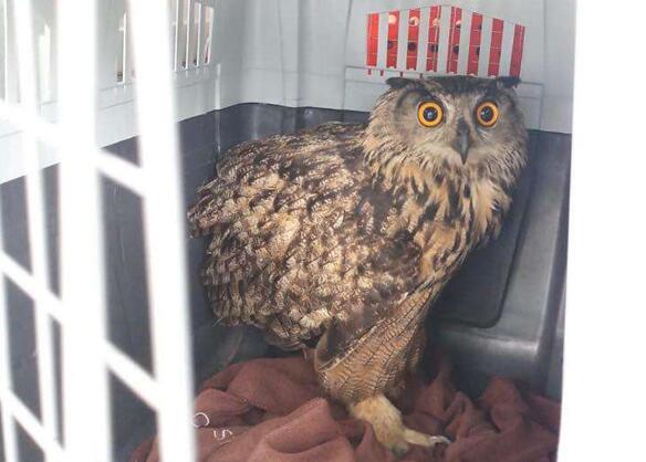 受傷後獲救 本港現罕見貓頭鷹