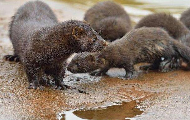 丹麦：养殖貂体内发现新冠病毒 出现症状的貂死亡