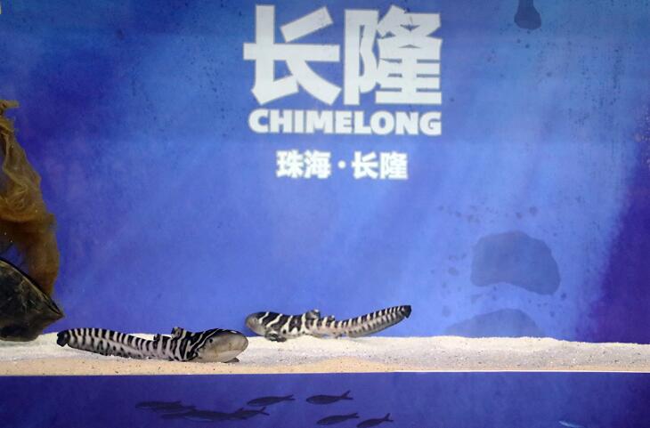 珠海長隆成功繁育瀕危物種豹紋鯊