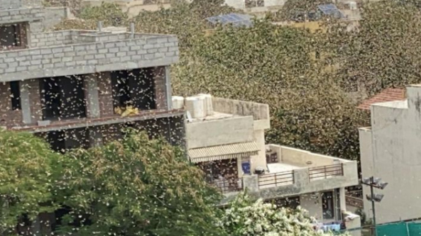 印度首都多地出現蝗蟲群