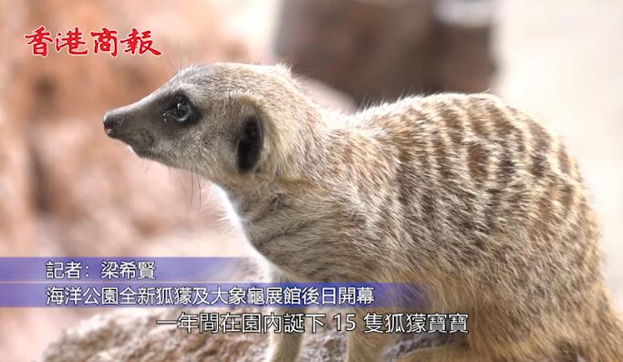 海洋公園全新狐獴及大象龜展館後日開幕 最年幼三胞胎取名茶走齋啡鴛鴦