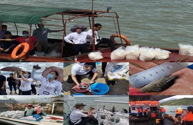 促海洋生態健康發展  深公證監督漁業增殖科學放流