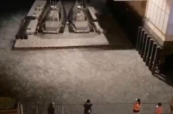 紅磡水警基地萬魚躍出海面