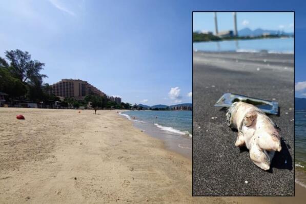 屯門黃金泳灘驚現大量腐爛豬手