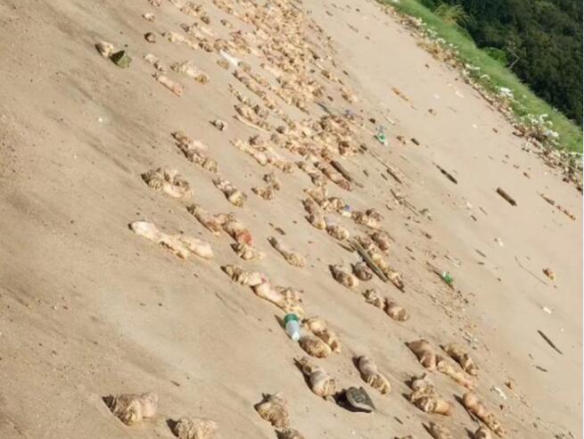 粵虎門「銷蹄」  冷凍食品抽檢均呈陰性