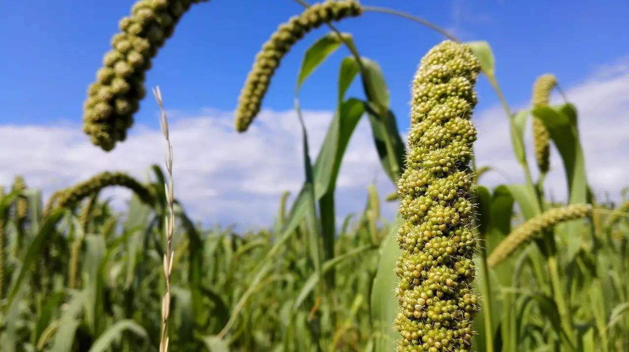 中國採購美國粟米規模創單日新高