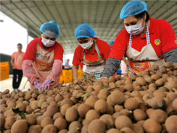 見證美麗鄉村高州樣板：媒體采風探秘廣東高州現代農業産業園