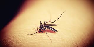 研究首次證實！蚊子不能傳播新冠病毒