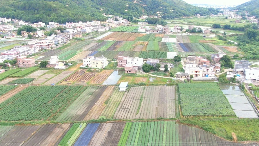 廣東河源龍川農產品直供粵港澳大灣區