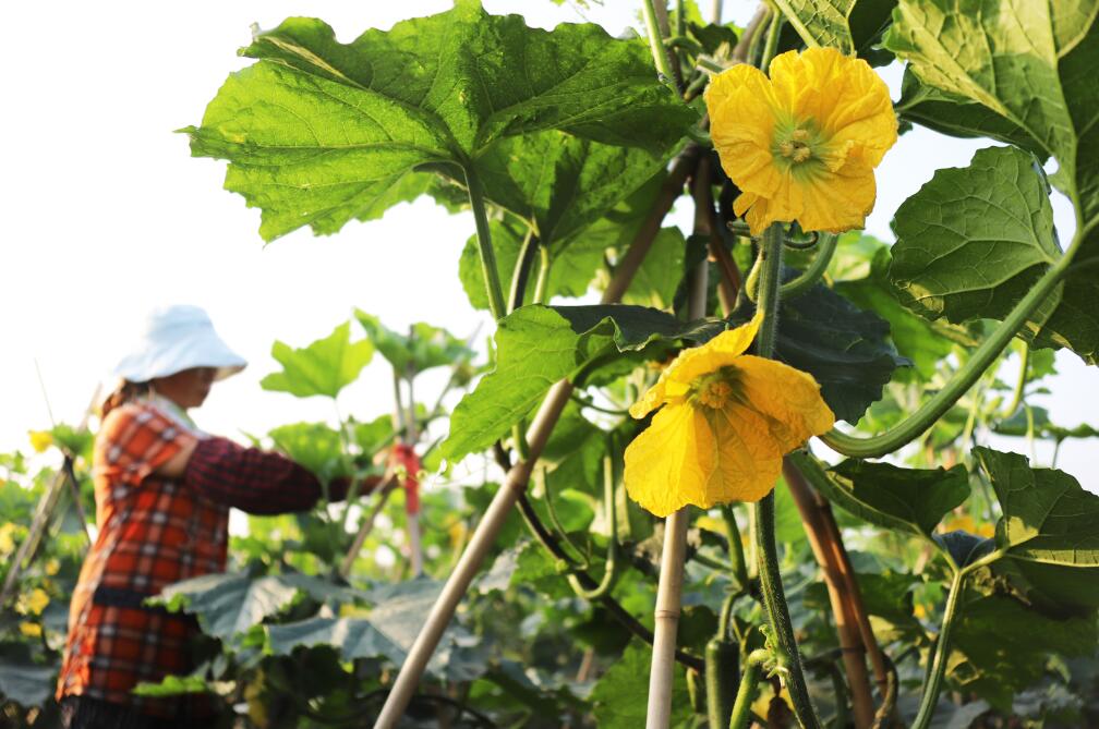 最高法發文保護土地承包經營權 專家稱嚴肅維護農民權益