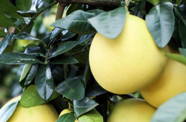 廣東大埔蜜柚入選歐盟地理標誌協定保護名錄