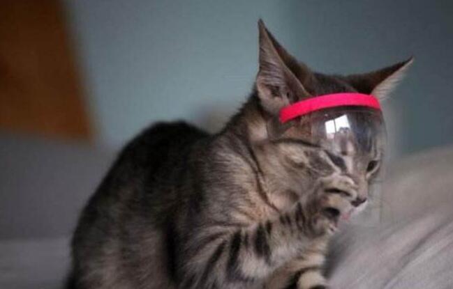 英國一寵物猫新冠病毒檢測呈陽性