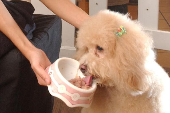 新界南動物管理中心今起用作動物檢疫營