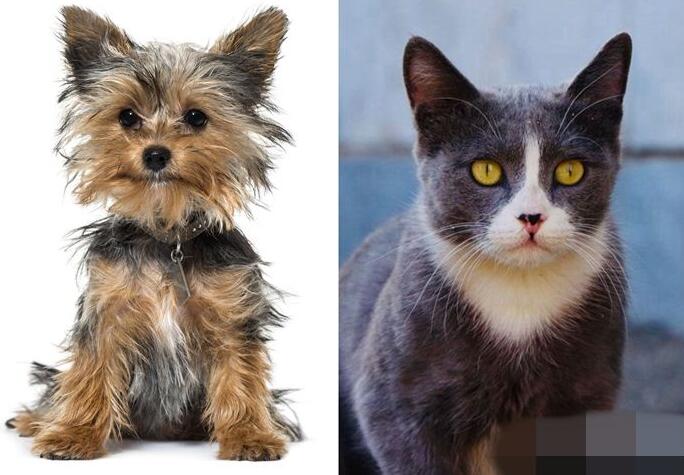 漁護署：一貓一狗新冠病毒檢測呈陽性