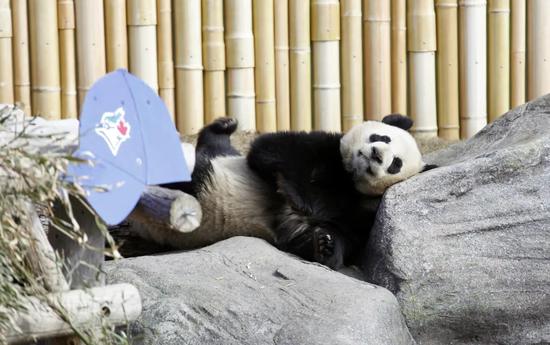 鮮竹短缺 旅加大熊貓须提前回國 3個月了仍未成行