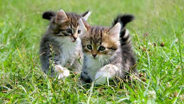 愛護動物協會指寵物棄養數字未因疫情上升