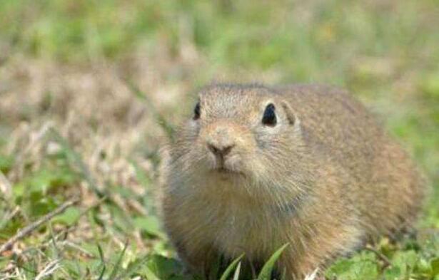 内蒙古达茂旗一村民因鼠疫死亡 当地发布疫情Ⅲ级预警