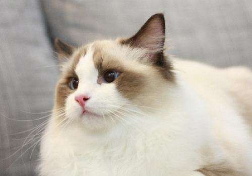 香港再有一支貓對新冠病毒測試呈陽性反應