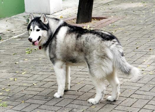 一隻居灣仔西伯利亞雪橇犬確診 主人屬染疫者