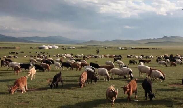 蒙古国3万隻羊正式启动捐赠流程