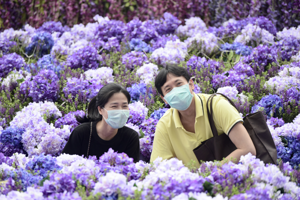 圖集 | 北角現紫色花海 為市民抗疫打氣