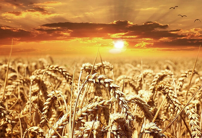 美国农业部：朝鲜约6成人口粮食不足