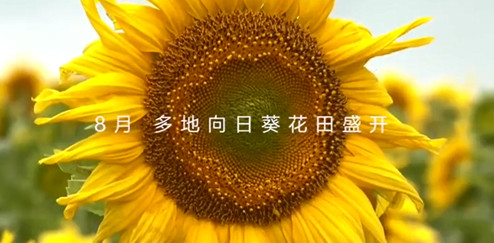 有片丨向陽而生！多地向日葵花開似海