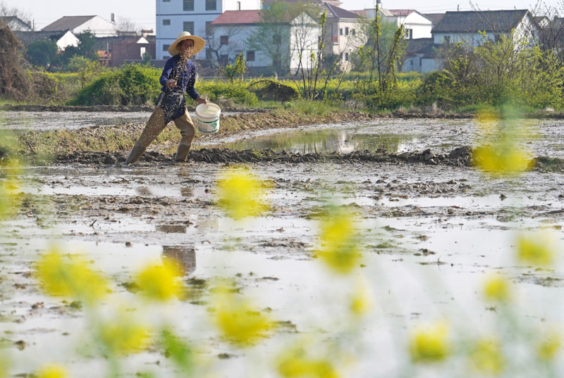 中國早稻7年以來首次實現增產