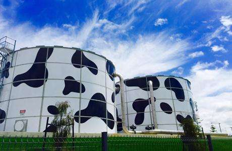 傳澳洲財長反對蒙牛收購乳企