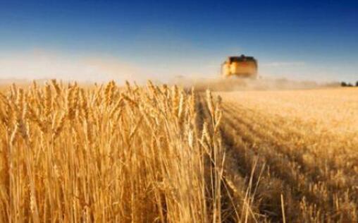 中國進口小麥明顯增加