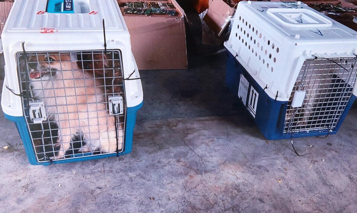 海關破走私案揭有人疑「託運」狗隻