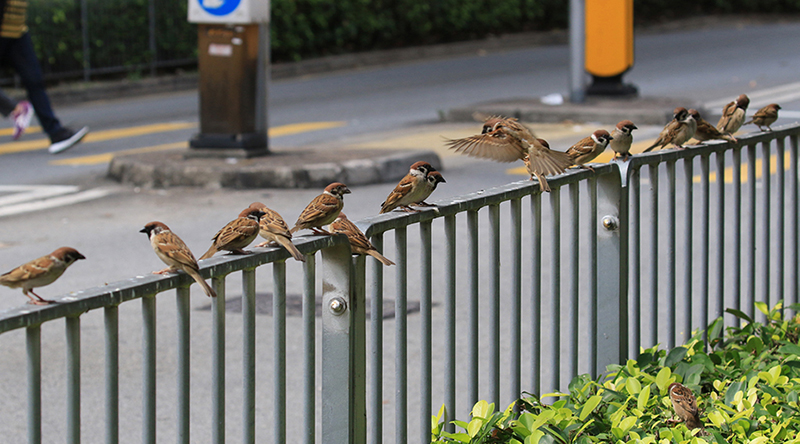 港普查麻雀錄得26萬隻