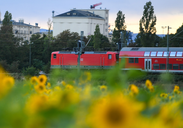 图集 | 法兰克福：向日葵盛开