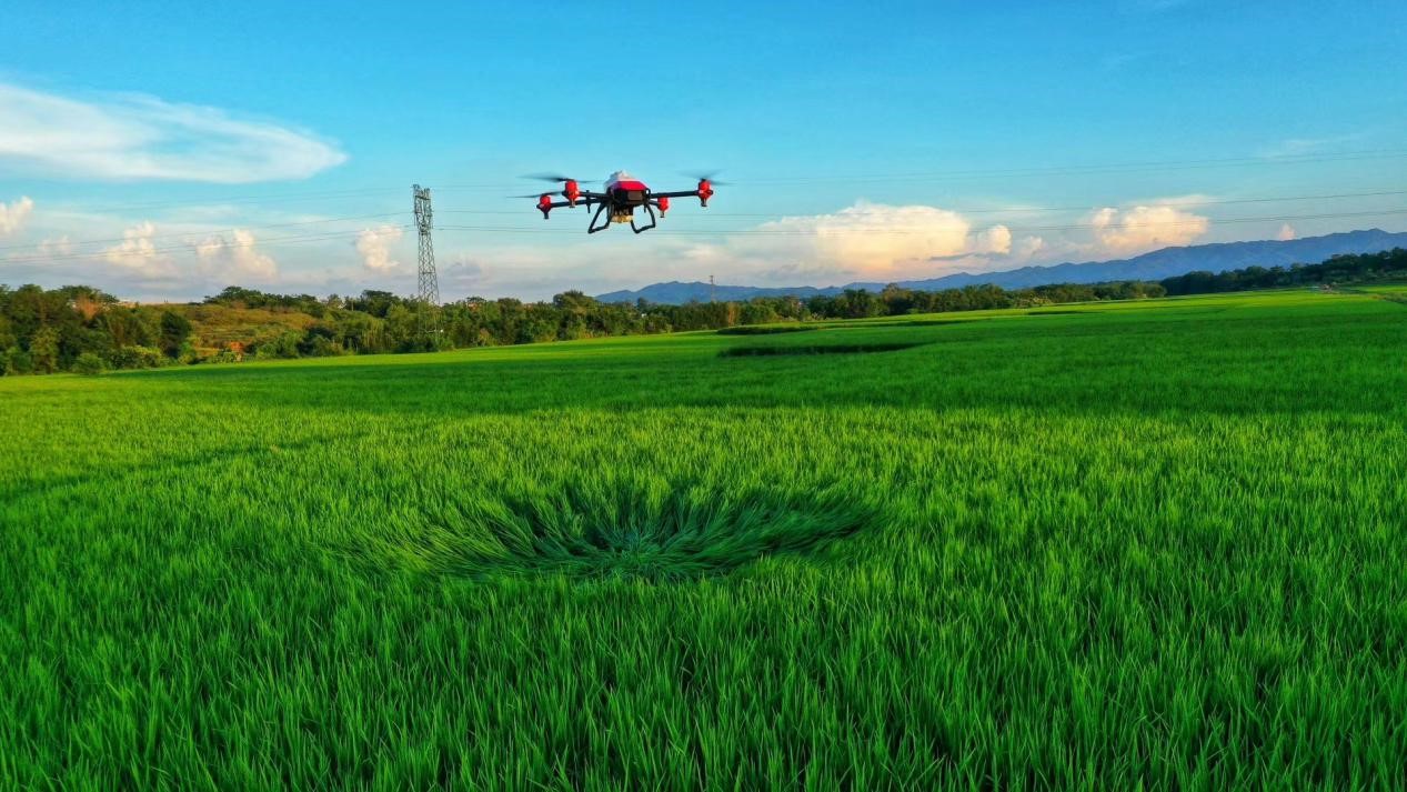 廣東早稻喜獲豐收 晚稻生產穩步推進