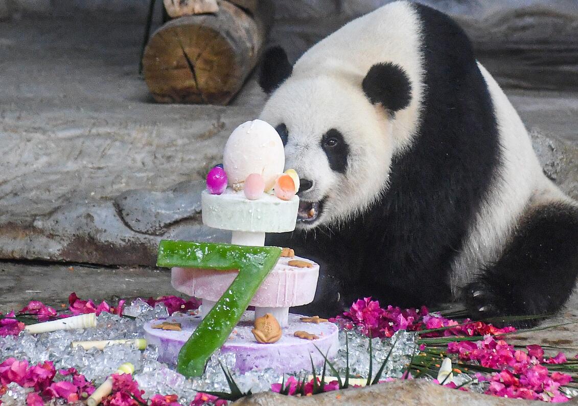 图集｜萌翻了！大熊猫庆祝七岁生日