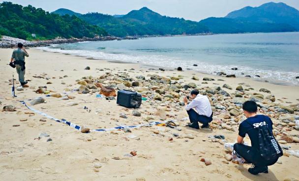 走私貓狗葬大海 警方拘寵物酒店負責人