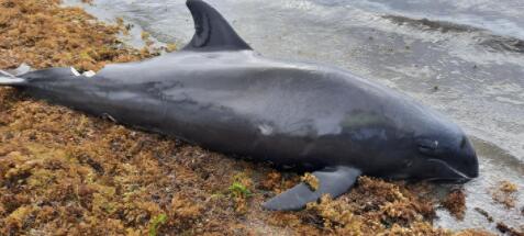 毛里求斯海岸不明死亡生物查明，数量增至38只