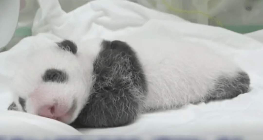 赠台大熊猫二胎正式起名为“圆宝”