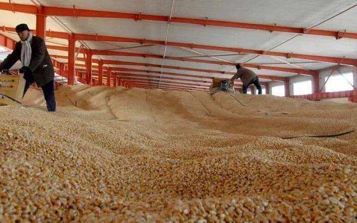 中儲糧回應玉米蟲眼：有防控但效果不明顯