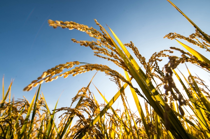 【深度觀察】供應暫無虞 長期緊平衡 居安思危籌謀糧食安全