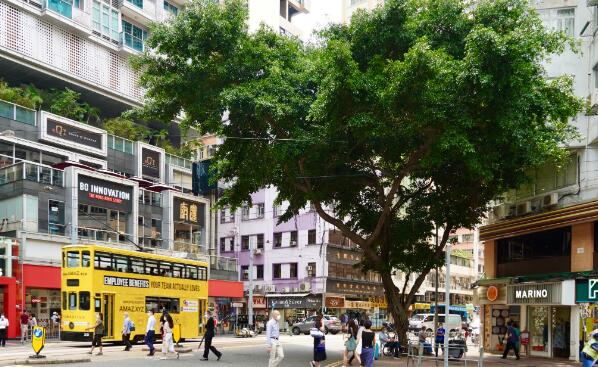 图集｜都市中的绿化大树