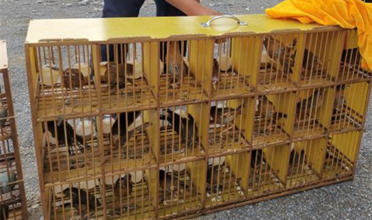 雲南河口查获非法走私野生画眉鸟41隻