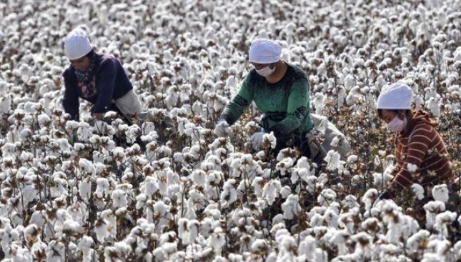 美擬本周公布禁新疆棉花和番茄製品進口