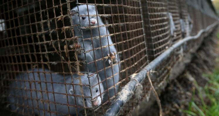 荷兰证实新冠病毒动物传人传播链