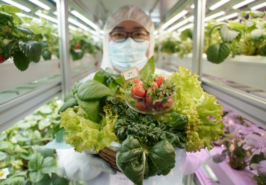 全環控水耕研發中心成功栽培出非時令蔬果