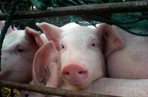 德国发现首例非洲猪瘟病例